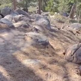 Kaijynx Blowjob In The Great Outdoors